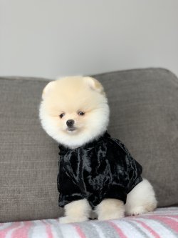 Orjinal Fci Şecereli Pomeranian Boo Yavrularimiz 2