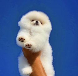 Orjinal  Teddybear Yüz Yapısına Sahip PomeranianBoo 4