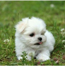 Teacup Maltese 3