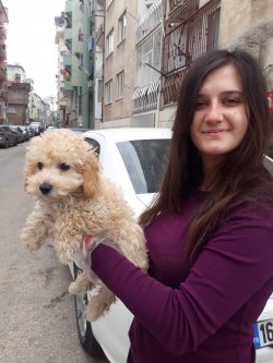 Minyatür Poodle Yavrularımız 3