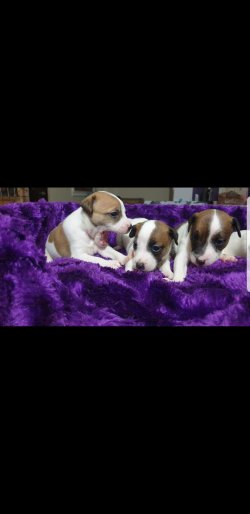 Jack Russell Yavulari 2