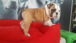 İNGİLİZ BULLDOG YAVRULARIMIZ 2