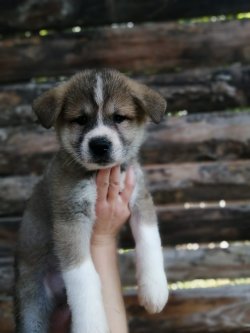 Muhteşem Akita Yavruları 1