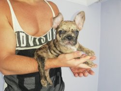 2 Aylık Neşeli French Bulldog Merle 1