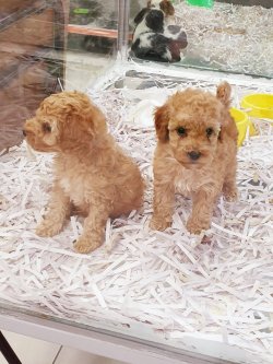 RED TOY POODLE 2 AYLIK KALİTELİ YAVRULAR 1