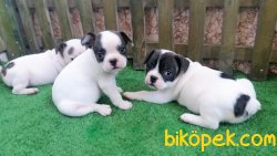 FRENCH BULLDOG YAVRULAR İZMİR 3