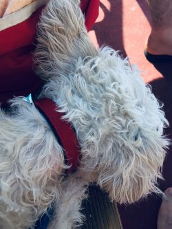 1 Yaşında Maltese Terrier 4