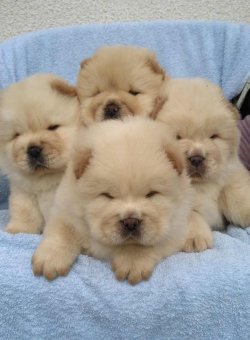 Satılık Chow Chow Yavruları 3