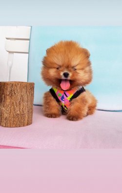 Boo Pomeranian Tedy Bear Yavrular 5
