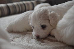 Maltese Yavrularımız 1