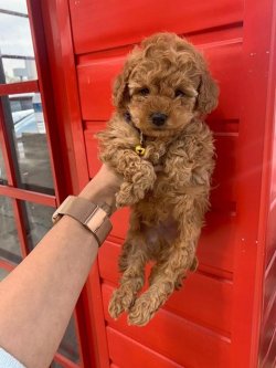 Safkan Toy Poodle Yavrularımız 4