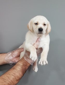 Satılık  Labrador Yavruları 3