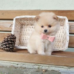 Orji̇nal Pomerani̇an Boo Yavrularımız 4