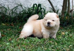 Pofuduk Chow Chow Yavruları 5