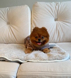 Pomeranian Boo Secereli Disi 2