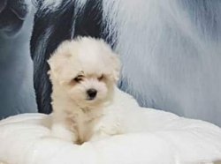 MALTESE TERRIER YAVRULARI 2