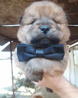 RUHSATLI KÖPEK ÇİFTLİĞİNDEN CHOWCHOW YAVRULARI 1