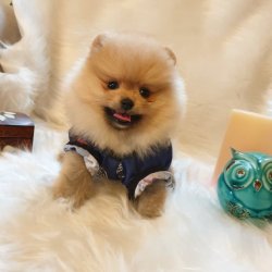 Yılbaşına Özel Pomeranian Boo Yavrularımız 2