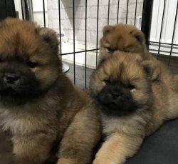 CHOW CHOW ( Çin Aslanı ) YAVRULARI 5