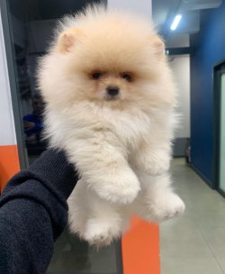 Pomeranian Boo Yavrular 1
