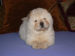 Satılık Chow Chow Yavruları 2