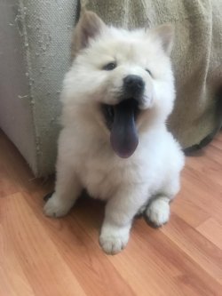 Satılık Safkan Chow Chow Çin Aslanı Yavrularımız 1