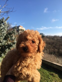 Poodle Yavrularımız 1