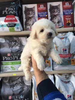 KAR BEYAZ MALTESE TERRİER YAVRUMUZ ANKARA PET SHOP TA 5