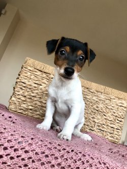 Anne Altından JACK RUSSEL TERRİER YAVRULARI 3