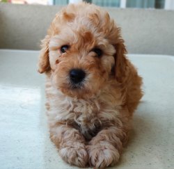 Toy Poodle İrk Garantili Erkek 2 Aylık Yavrular 2