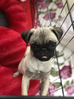 Pug Dişi 3 Aylık 1