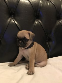 Sahininden Satılık A Kalite  Pug Mops Yavru 3