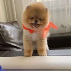 Secereli Yetişkin Boo Pomeranian Tedy Bear 1