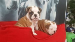 İNGİLİZ BULLDOG YAVRULARIMIZ 1