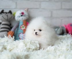 Tedy Bear Boo Pomeranian Yavrular 2