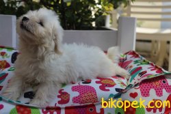 Süper Kalite 0 Numara Maltese Terrier Yavrularımız Geldi 2