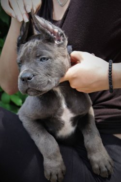 Cane Corso Yavrularımız 5