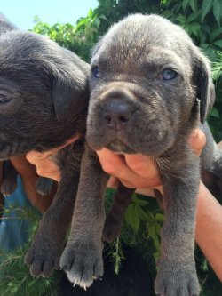 SATILIK BLU CANE CORSO YAVRULARI 1