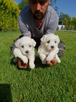 Maltese Terrier Çok Sevimli Yavrularım 5