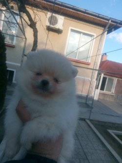 Pilli Bebekler 1