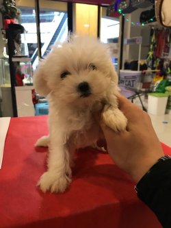 Maltese Terrier Yavrularımız 1. Sınıf AB Pasaportlu Garantili 2