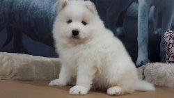 SAMOYED YAVRUSU 2