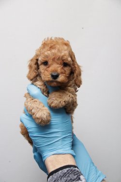 Poodle 2