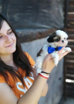 Minik Shihtzu Yavrularımız 1