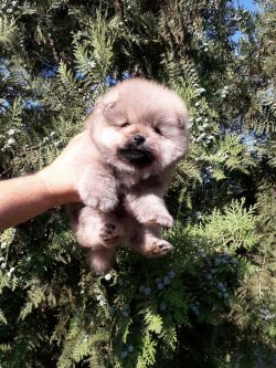 Üreticiden Mükemmel Safkan Irk Garantili Pomeranian Yavrularimiz 3