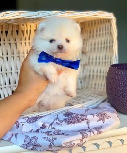 Orji̇nal Pomerani̇an Boo Yavrularımız 1