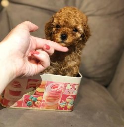 Anne Altından TOY POODLE 2