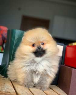 Yarışma Düzeyi Safkan PomeranianBoo Yavrumuz 5