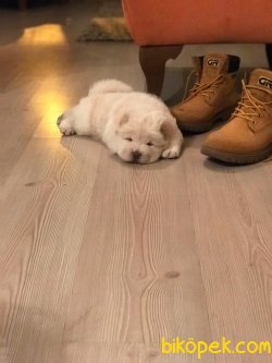 Chow Chow (Çin Aslanı) Yavruları 2