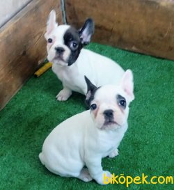 FRENCH BULLDOG YAVRULAR İZMİR 1